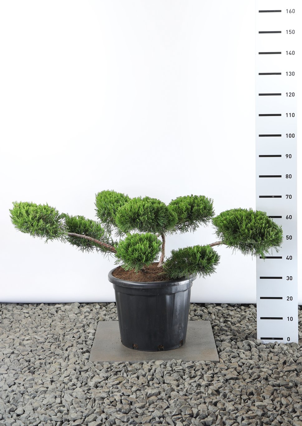 Juniperus pf. 'Mint Julep' - 100-125 CM Multiplateau EXTRA in Cont.